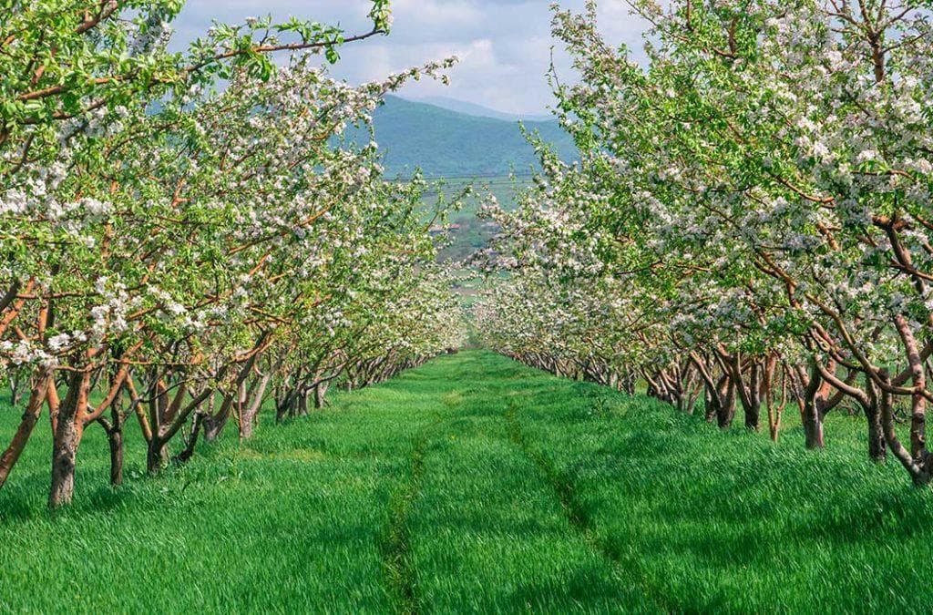 Orchard walks